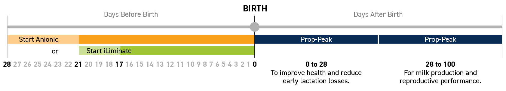 Feeding Timeline for dairy cows showing periods before and after birth